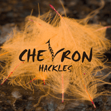 Chevron Hackles