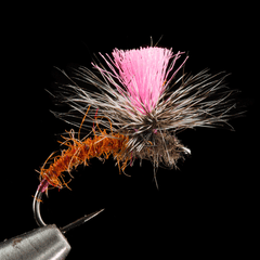 Fiery Brown Klinkhamer Special Ken Maylor with pink post