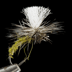 Olive Klinkhamer Special by Ken Maylor