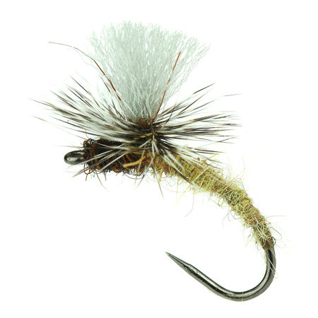 Olive Klinkhamer Special by Ken Maylor