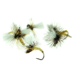 Olive Klinkhamer Special by Ken Maylor