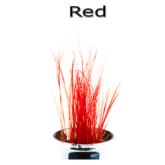 Semperfli Inferno Boar Bristles Red