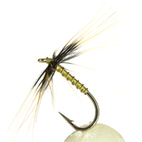 Greenwell Spider