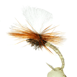 Klinkhamer Special